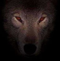 Blood of Shadows Logo