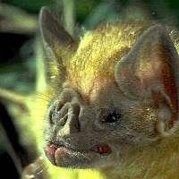 [TBK] [ Ignotuz Paverel ] Logo