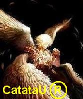 LordCatatau Logo